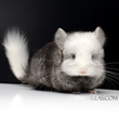 extreme white mosaic chinchilla pictures photos photographs images